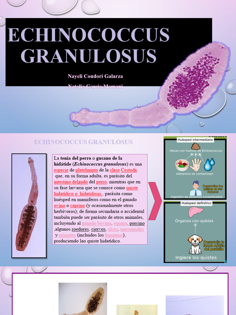Echinococcus Granulosus | PDF