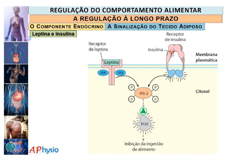 Açãao Sinergista Insulina e Leptina | PDF