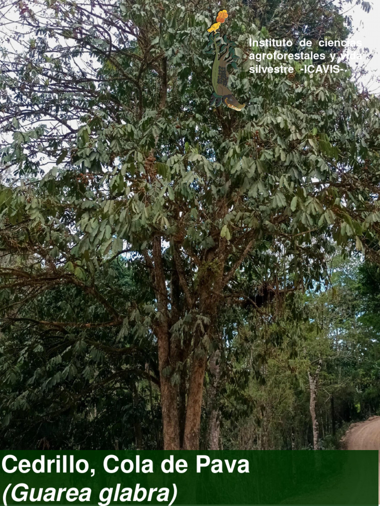 Cedrillo: Características y Usos | PDF | Hogar, jardinería y bricolaje