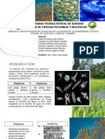 Análisis e Identificación de Plancton en La Laguna de La Maria UTEQ (1)