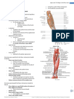 Upper Limb - Wrist