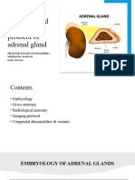 Anatomy of Adrenal Glands
