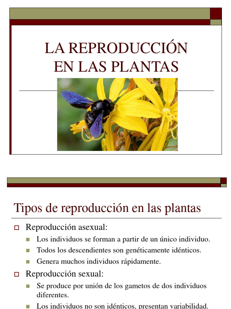 Plantae visual data 2