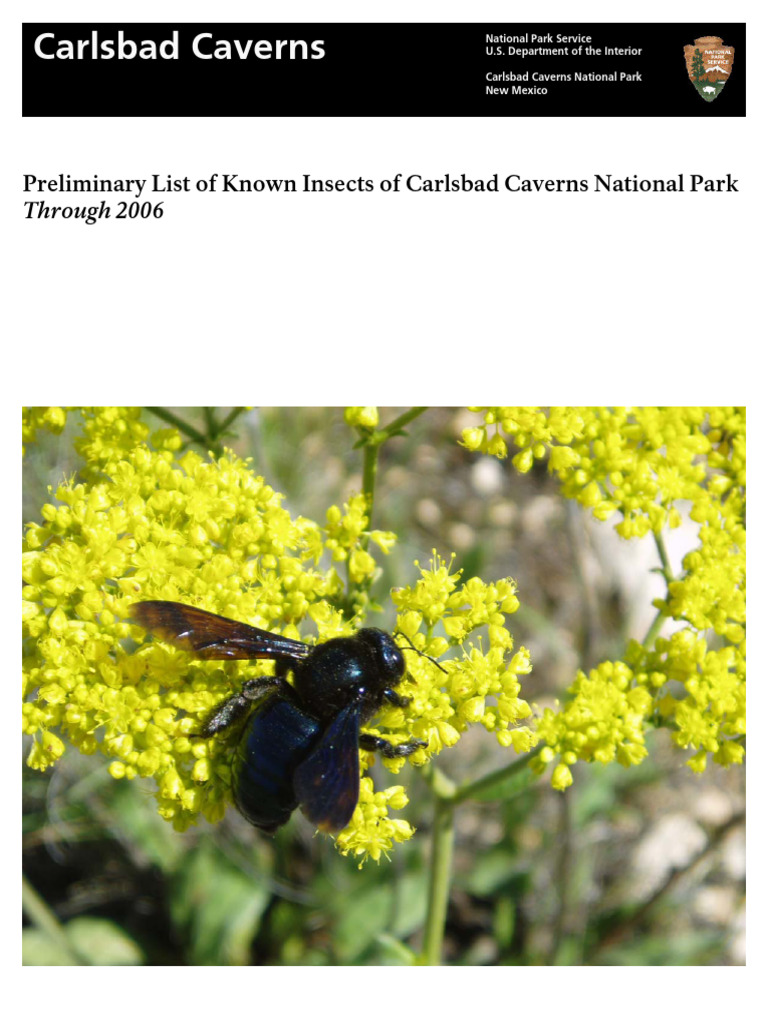 2007 CAVE Insects | PDF | Beetle | Insects