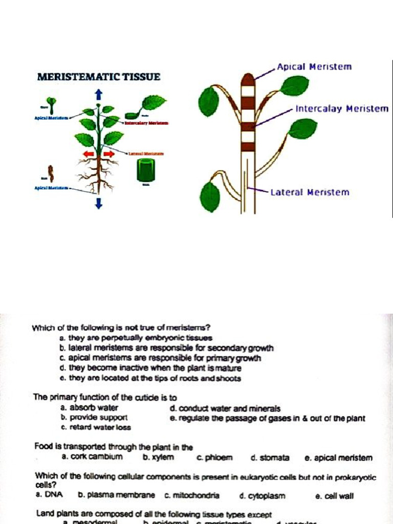 Best Meristem Questions | PDF