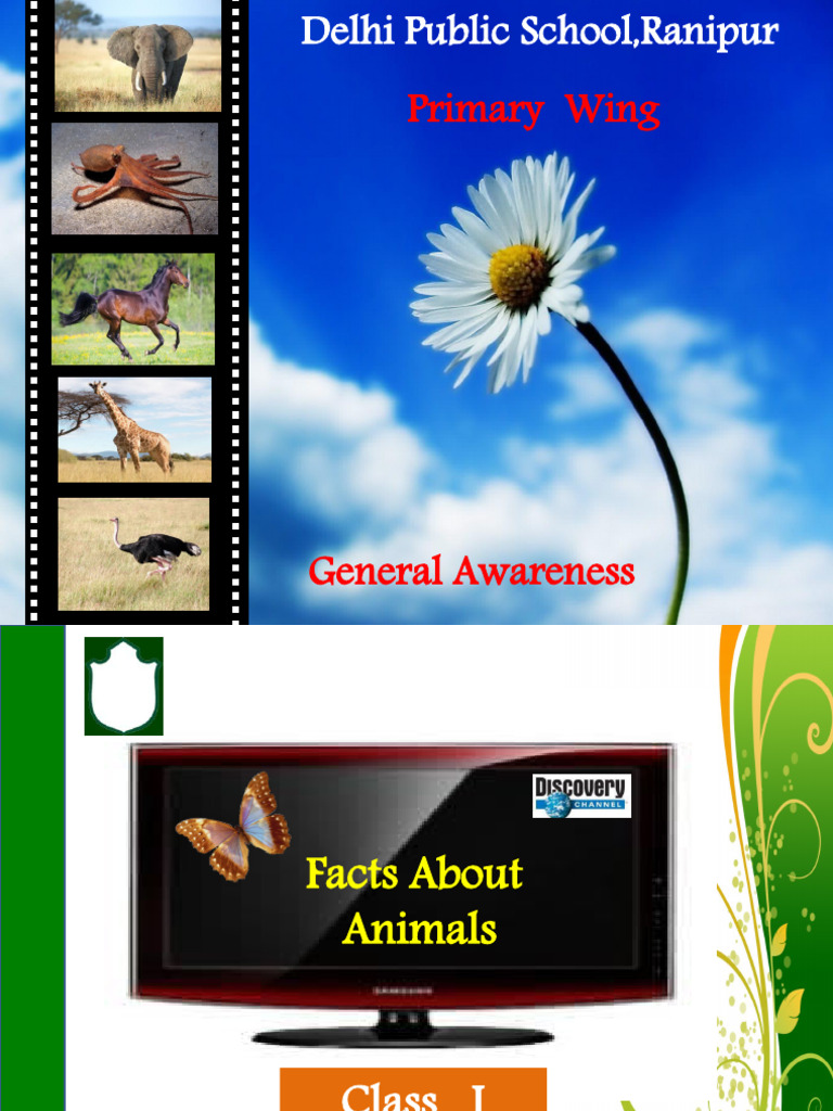 Animal visual data 4