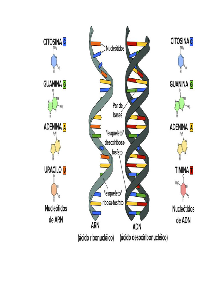 Arn Estructura | PDF