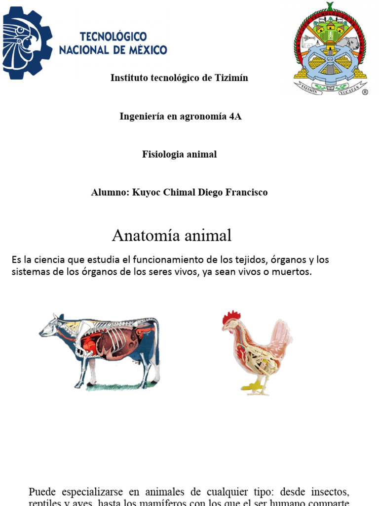 Anatomia Animal Pdf