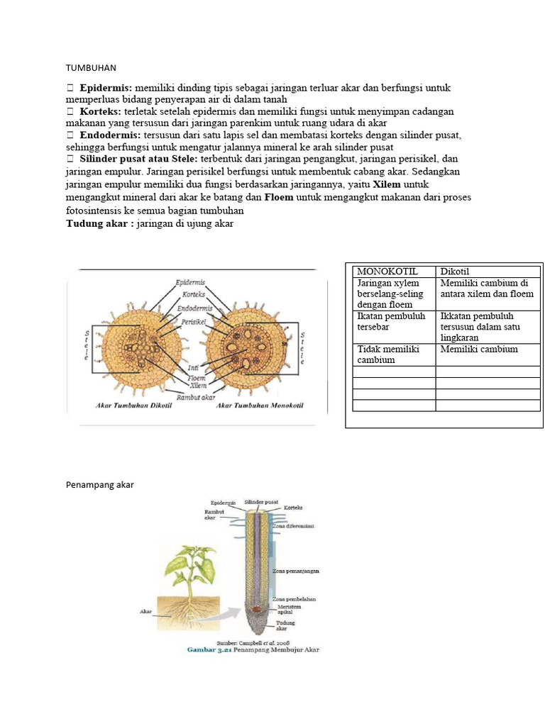 Rangkuman Biologi Tumbuhan | PDF