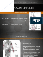 Organos Linfoides