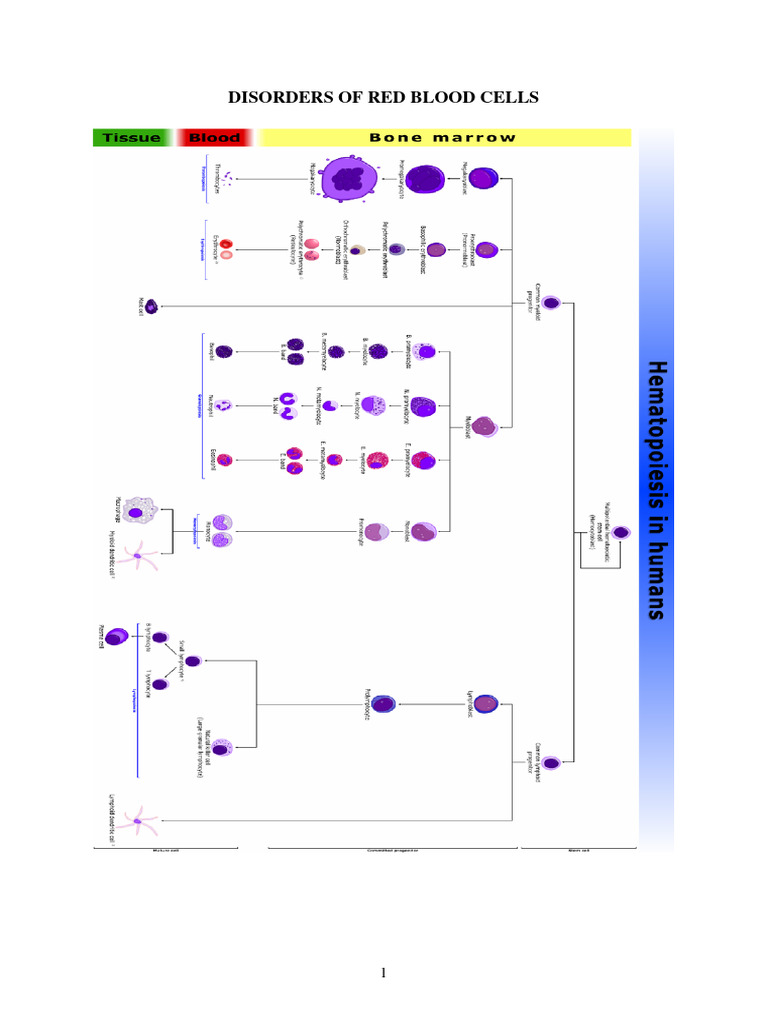 Haemato Module MY2 Handout | PDF | Anemia | Granulocyte