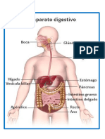 sistemas del cuerpio humano