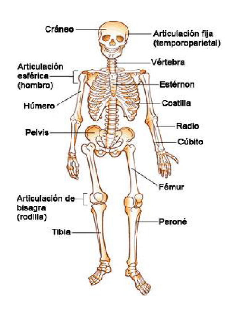 Esqueleto Humano | PDF