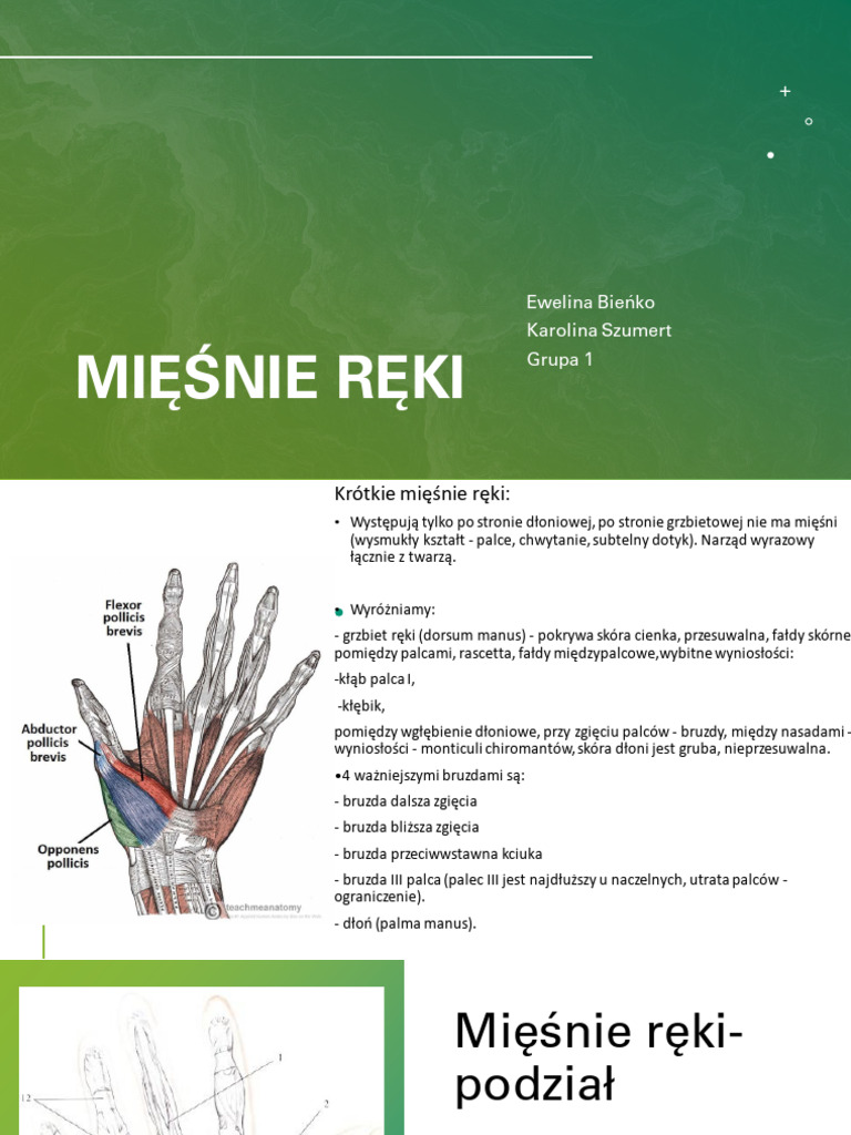 mięśnie ręki | PDF