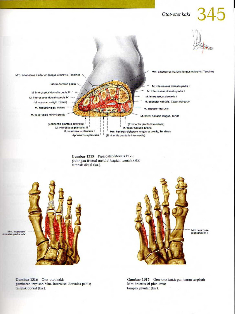 Sobotta Anatomi 2 | PDF