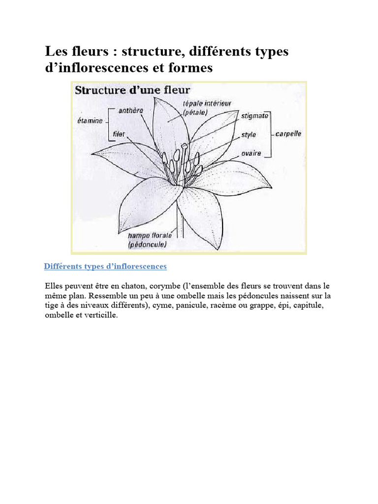 types-d-inflorescences-florales-pdf-plantes-morphologie-v-g-tale