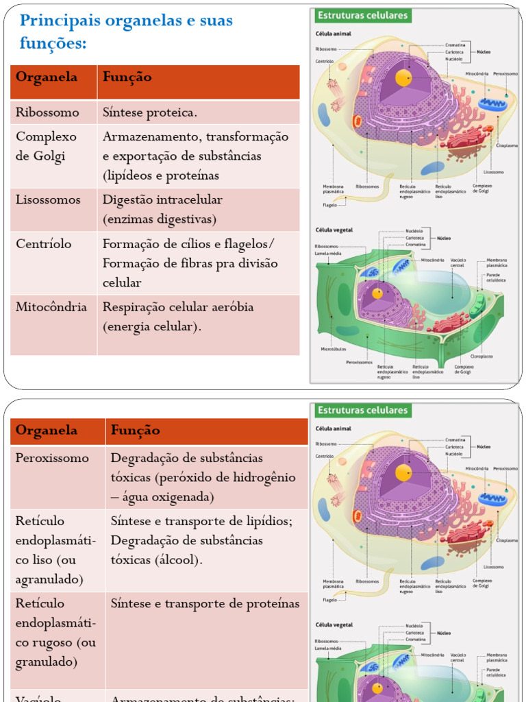 Citologia - Aula 2 e 3 - Organelas e Membrana | Download grátis PDF ...