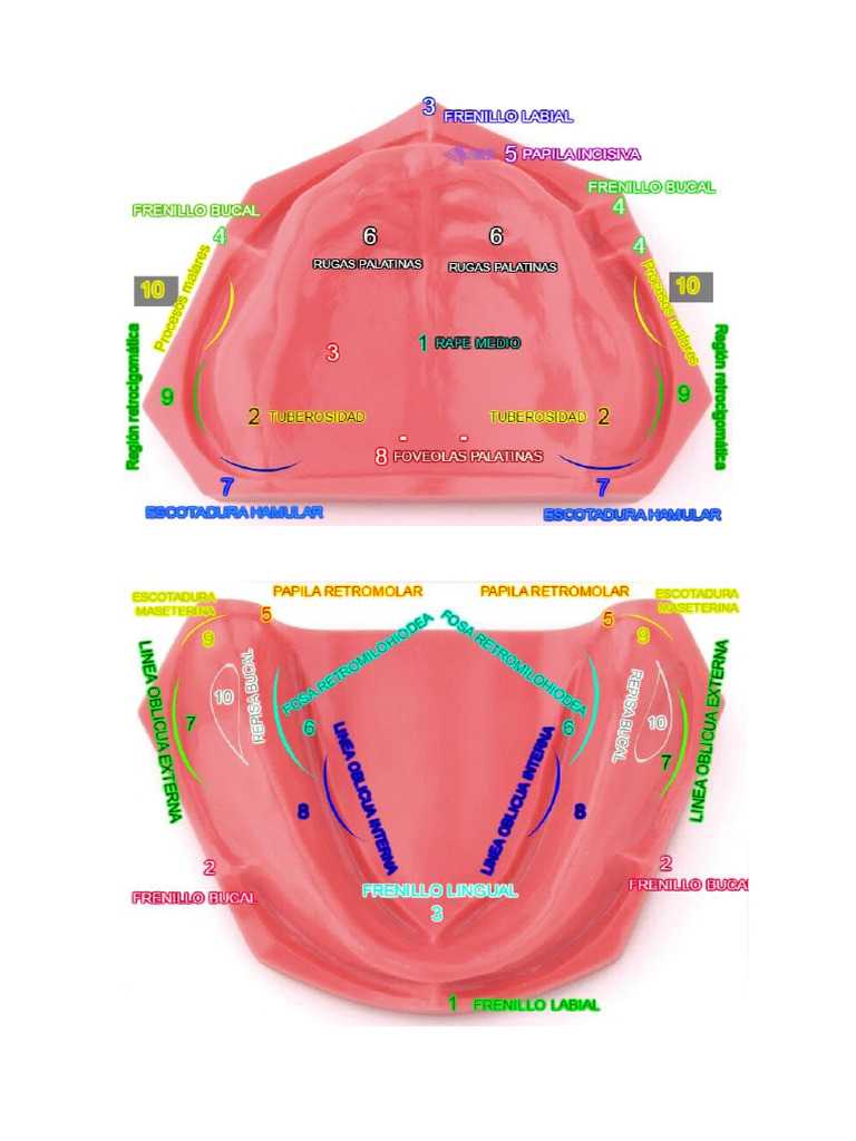 Anatomia Maxilares Edentulos | PDF
