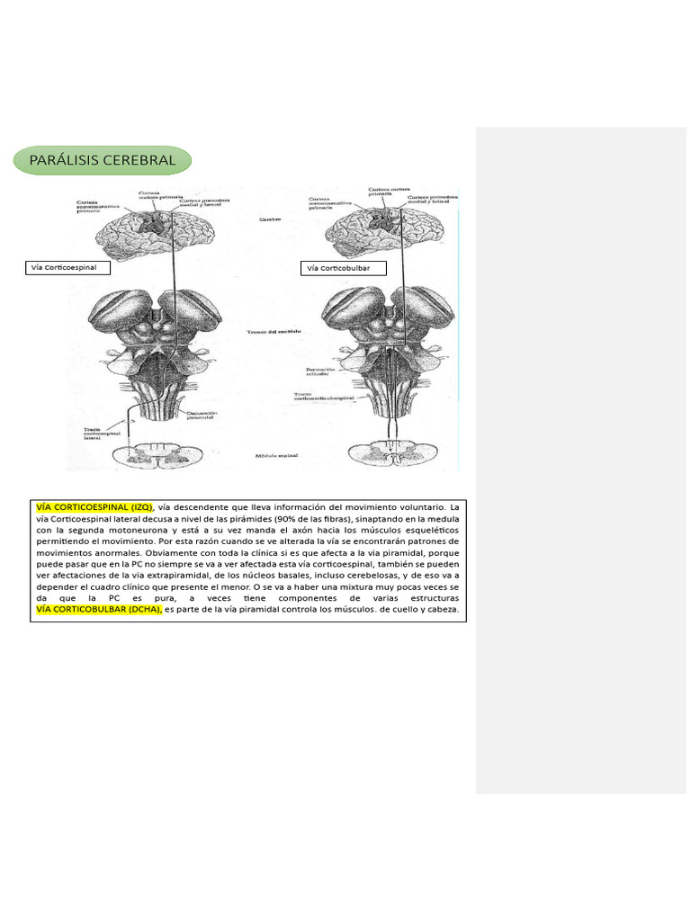 Materia Neuro R2 | PDF | Cerebro | Parálisis cerebral