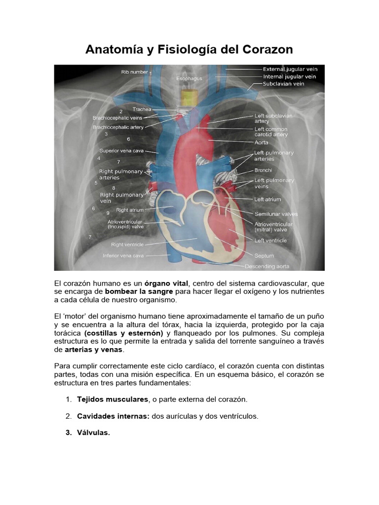 Anatomía Del Corazon Pdf Corazón Ventrículo Corazón