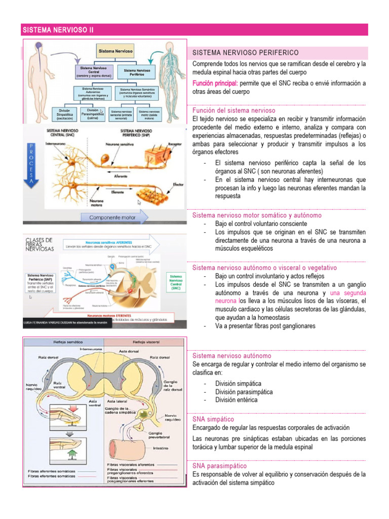 Funciones y Estructura del Sistema Nervioso | PDF