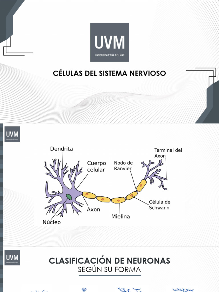 Estructura y Función de Neuronas y Glías | PDF | Neurona | Sistema nervioso