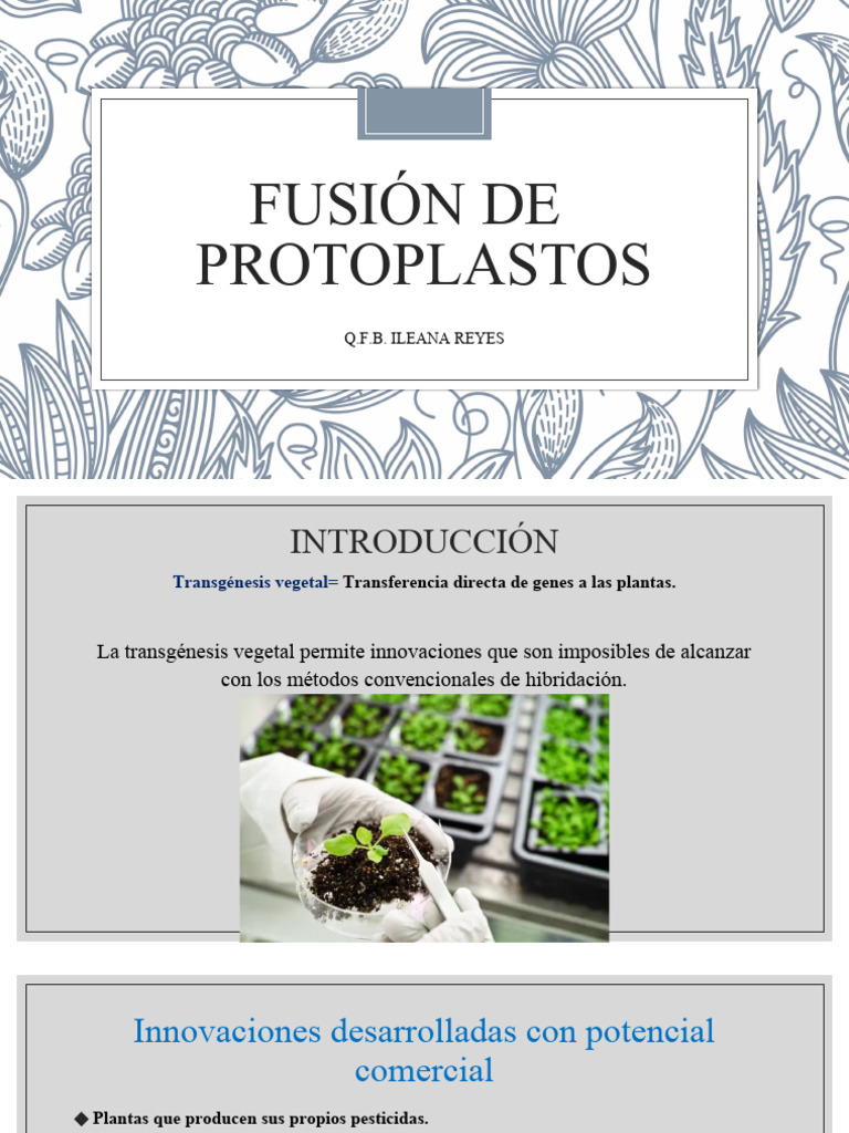 Fusión de Protoplastos PDF Adn Ingeniería genética