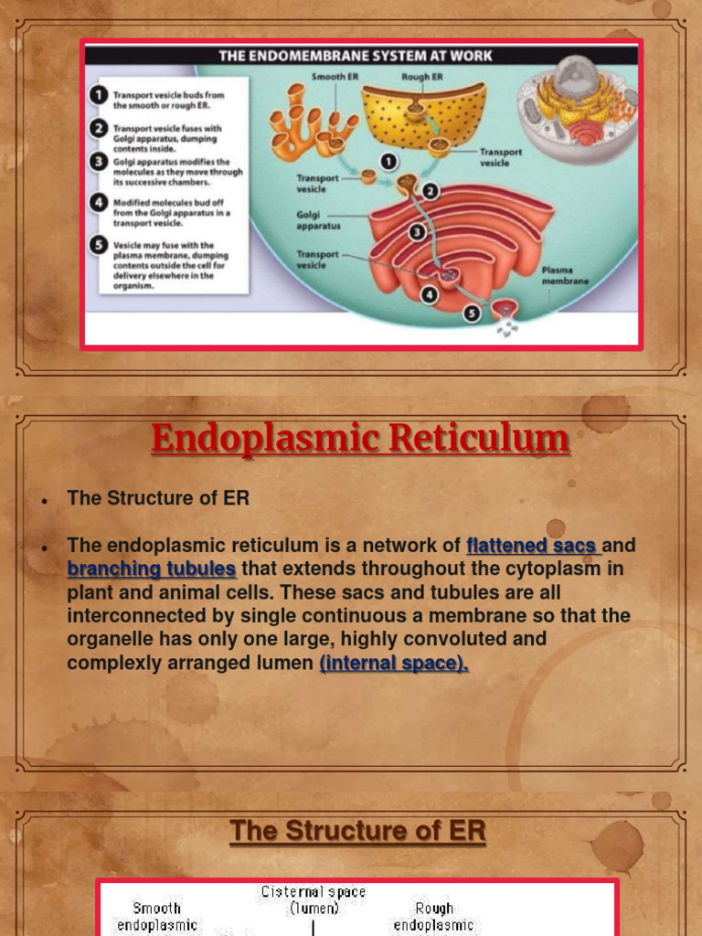 Cell Endoplasmic | PDF | Endoplasmic Reticulum | Cellular Processes