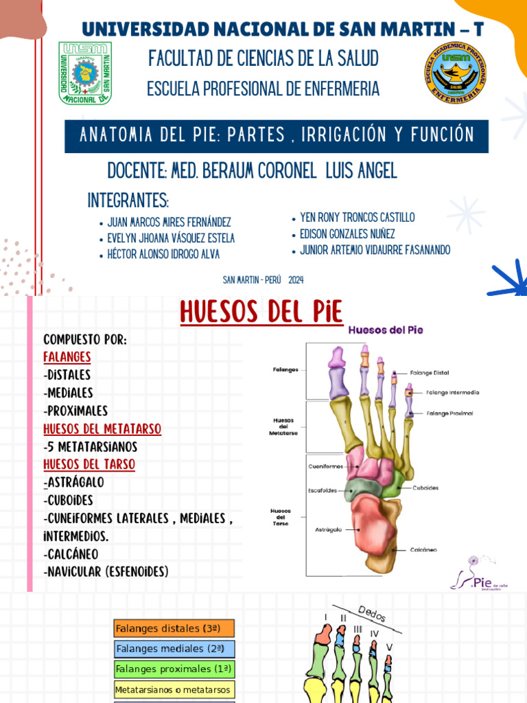 Anatomia Del Pie | PDF | Pie | Tobillo