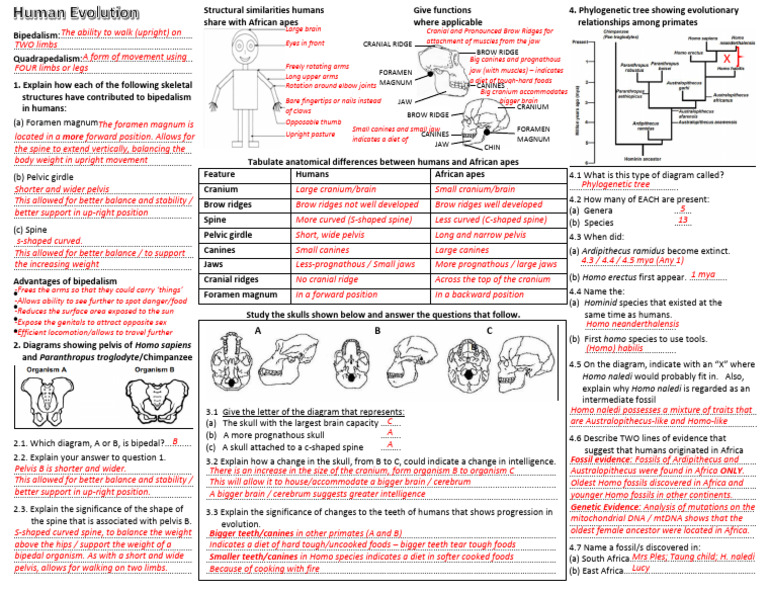 Anatomical Differences: Humans vs. African Apes | PDF | Homo | Bipedalism
