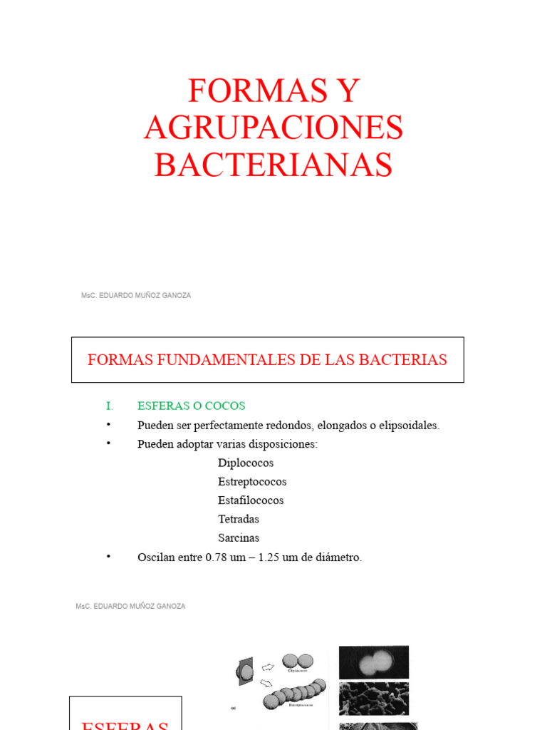 Formas y Estructura de Bacterias | PDF | Las bacterias | Microscopía