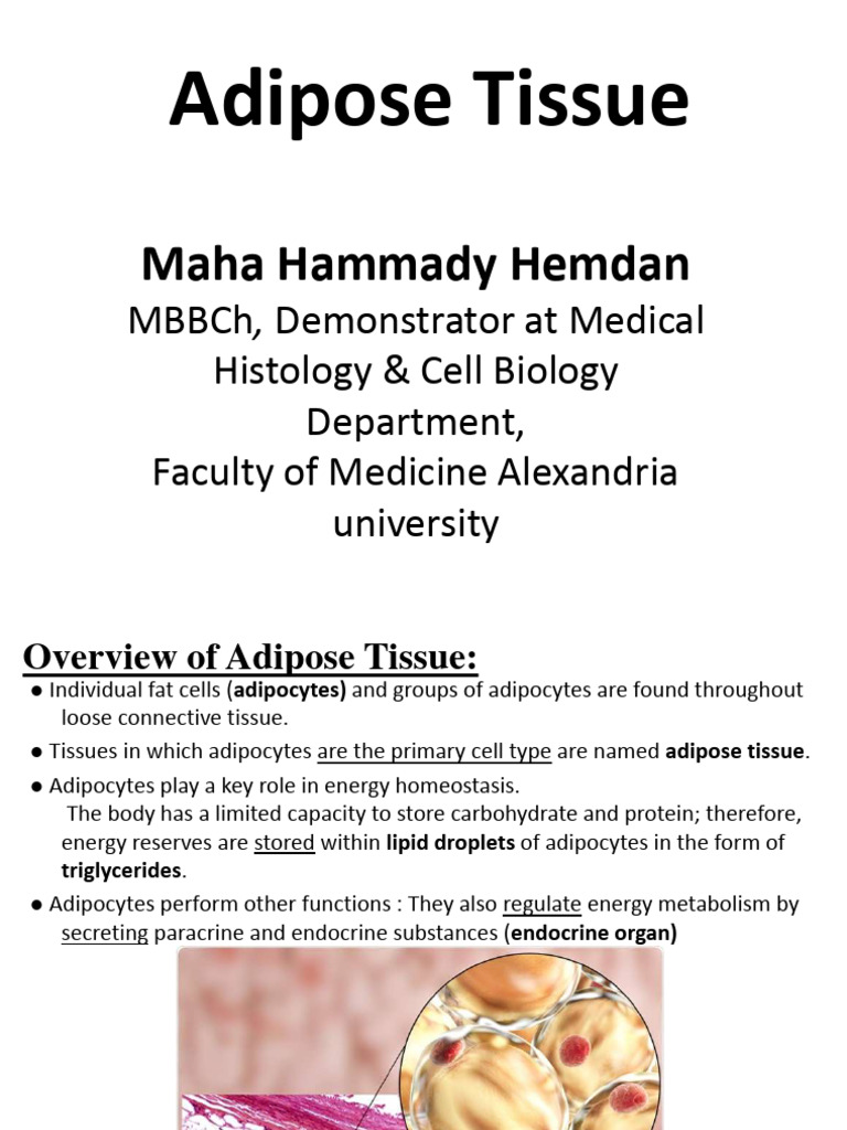 Overview of Adipose Tissue Functions | PDF | Adipose Tissue | Adipocyte