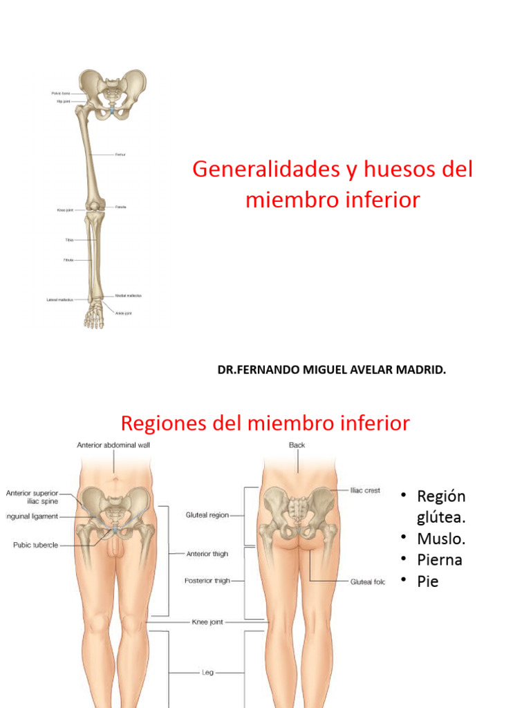 anatom-a-del-miembro-inferior-huesos-y-regiones-pdf-pelvis