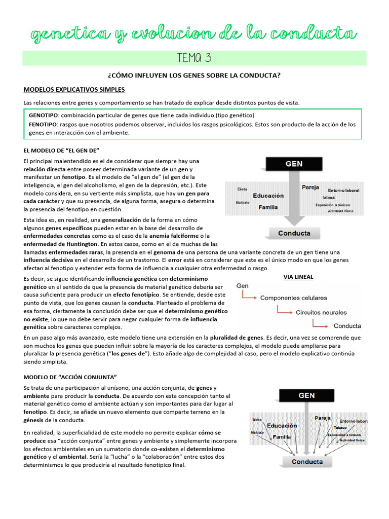 Influencia de Genes en la Conducta Humana | PDF | Gene | Fenotipo