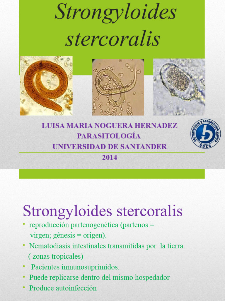 Strongyloides stercoralis: Patología y Casos | PDF | Diarrea | Tracto ...