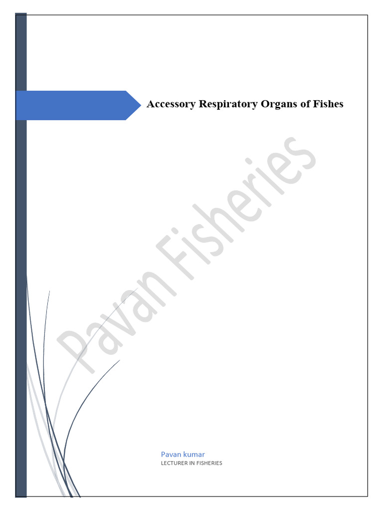 Accessory Respiratory Organs of Fishes PDF Respiratory System Gill