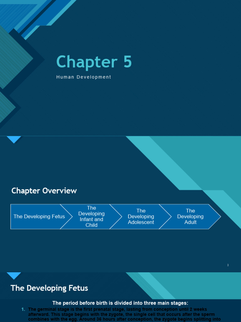 Stages of Human Development Explained | PDF | Attachment Theory ...