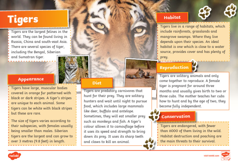 Siberian Tiger Facts and Habitat | PDF | Tiger | Predation