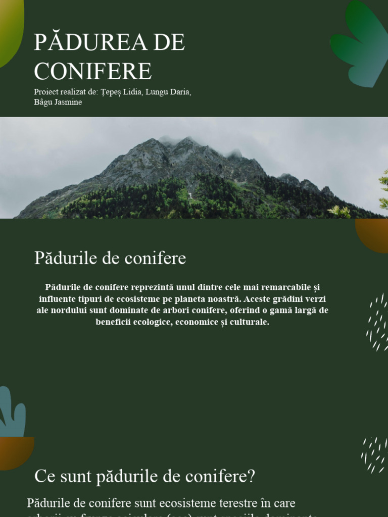 Pădurea de Conifere | PDF