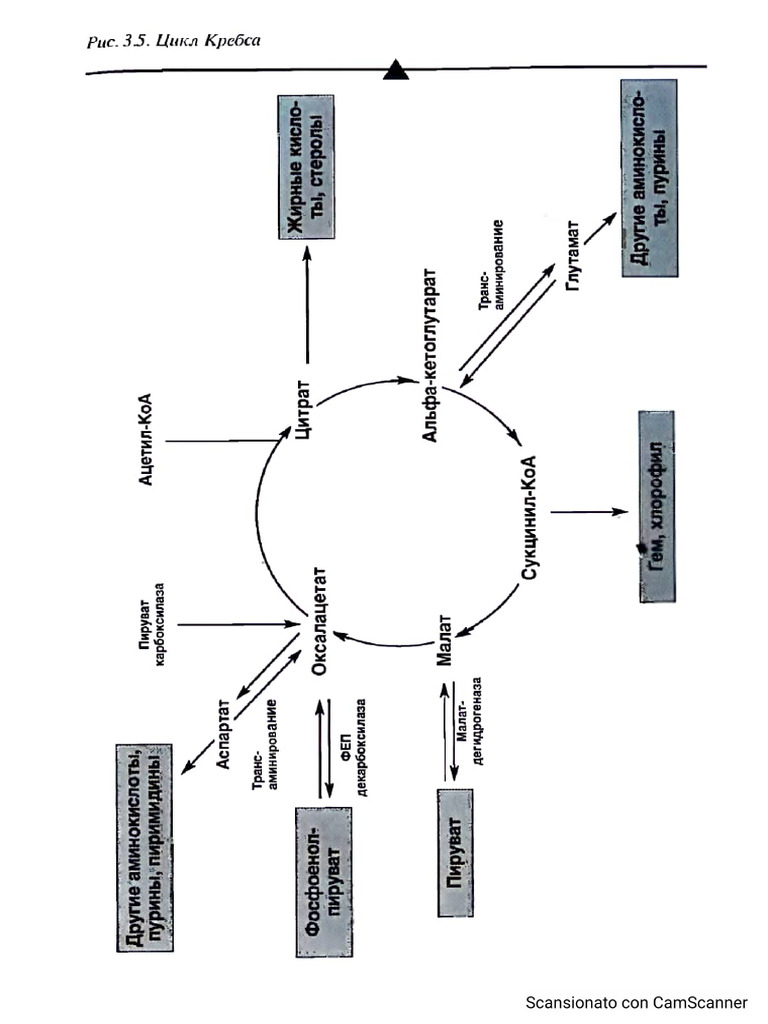 Ivo Bianchi Homotoxicology | PDF