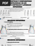 Anatomía y medidas del incisivo lateral inferior | PDF | Diente ...