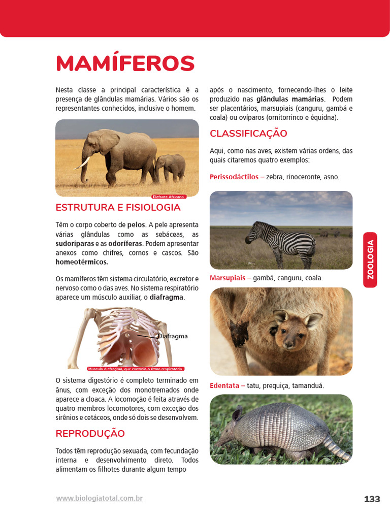 Grátis: BIOLOGIA - MAMÍFEROS - Material Claro e Objetivo em PDF para Estudo  Rápido, image size:768x1024