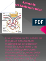 Aparato Yuxtaglomerular