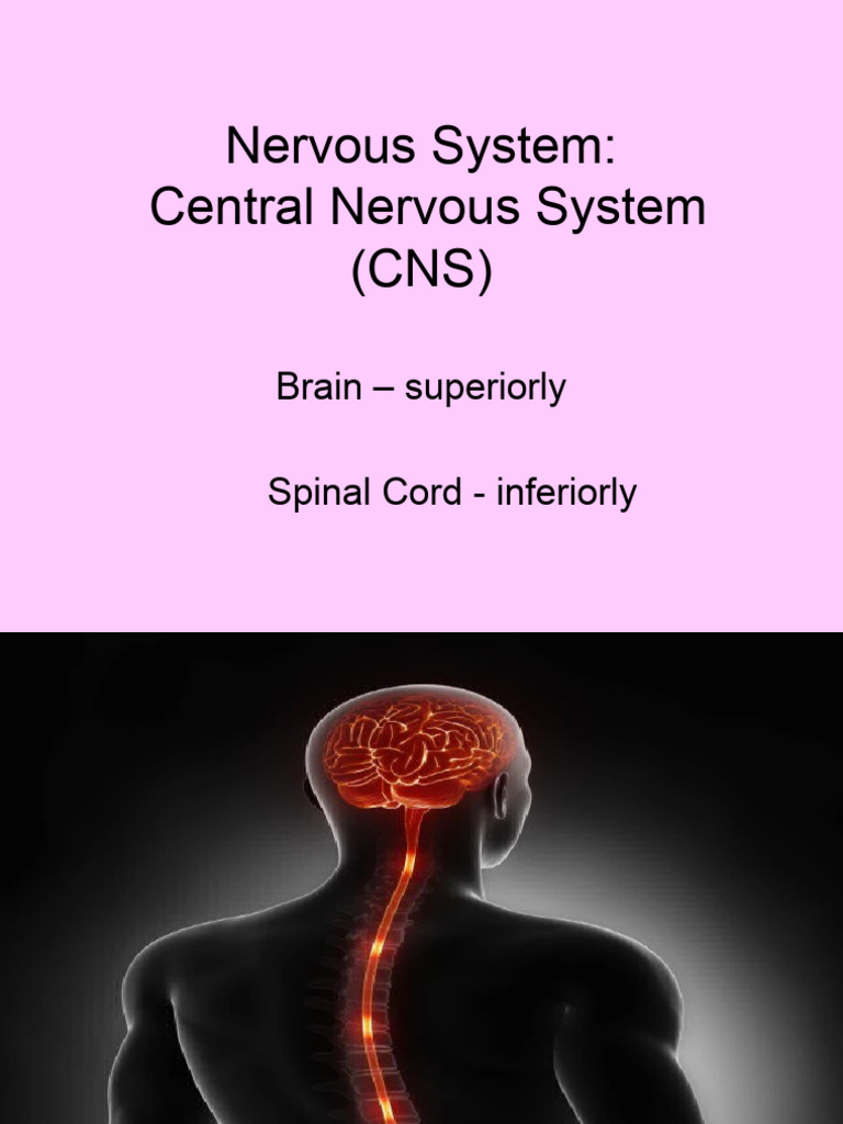 Overview of the Human Nervous System | PDF | Cerebrum | Cerebral Cortex