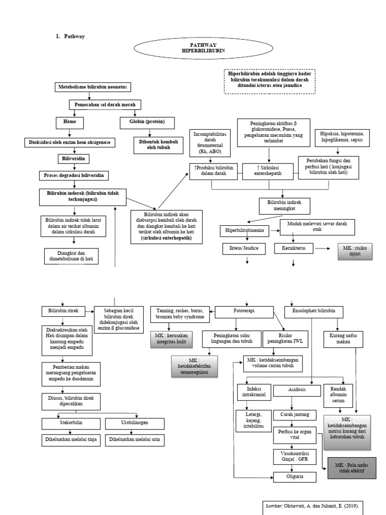 Pathway hiperbilirubin | PDF