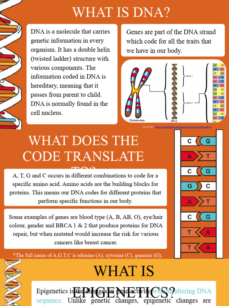 Understanding DNA and Epigenetics | PDF | Dna | Epigenetics