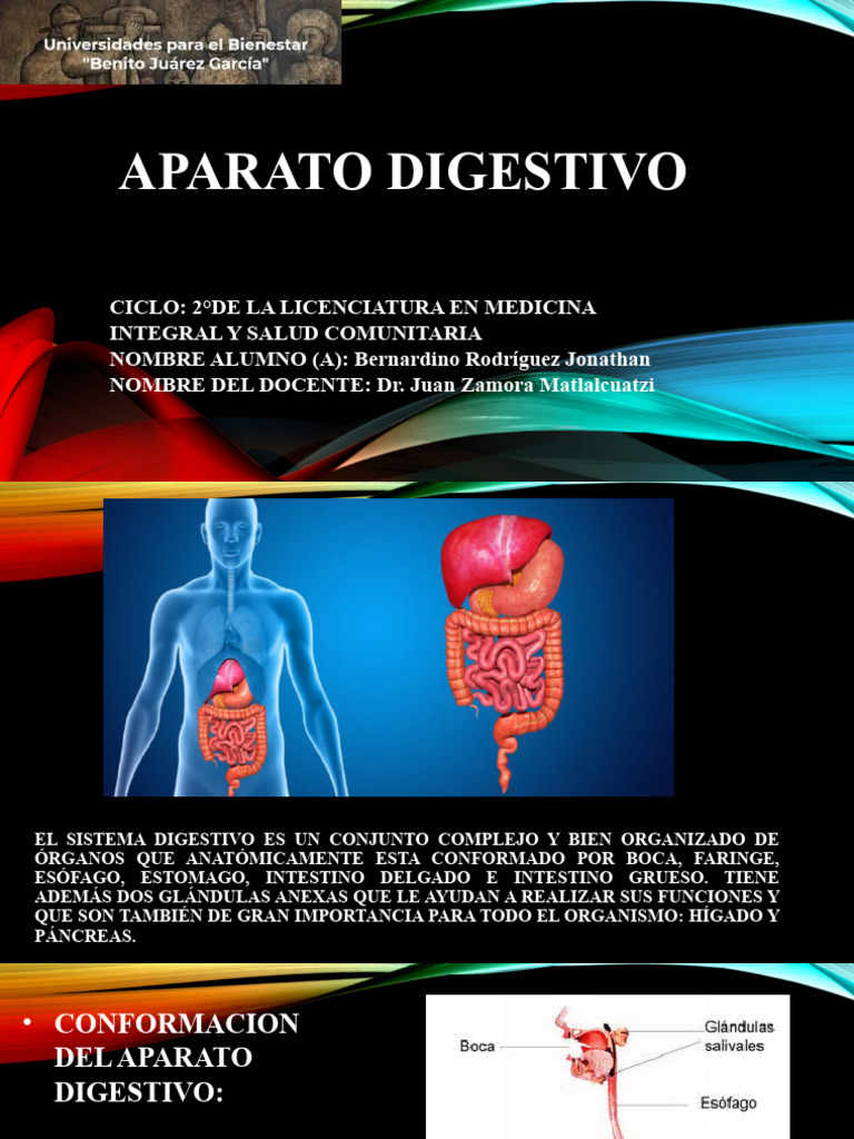 Aparato Digestivo Descargar Gratis Pdf Sistema Digestivo Humano Boca
