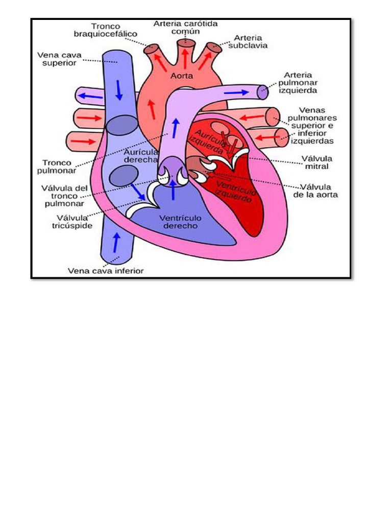 Corazon | PDF