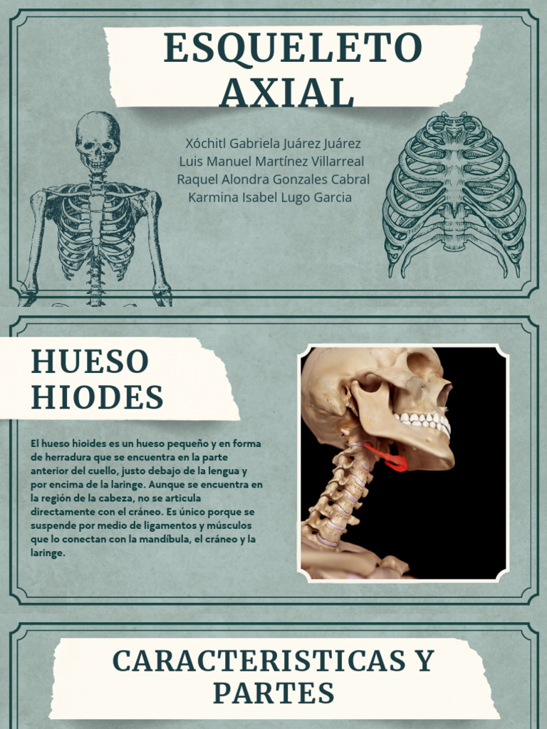 Esqueleto Axial | PDF | Vértebra | La columna vertebral