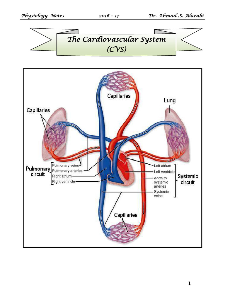 Cardiovascular System Physiology Notes | PDF | Heart Valve | Ventricle ...